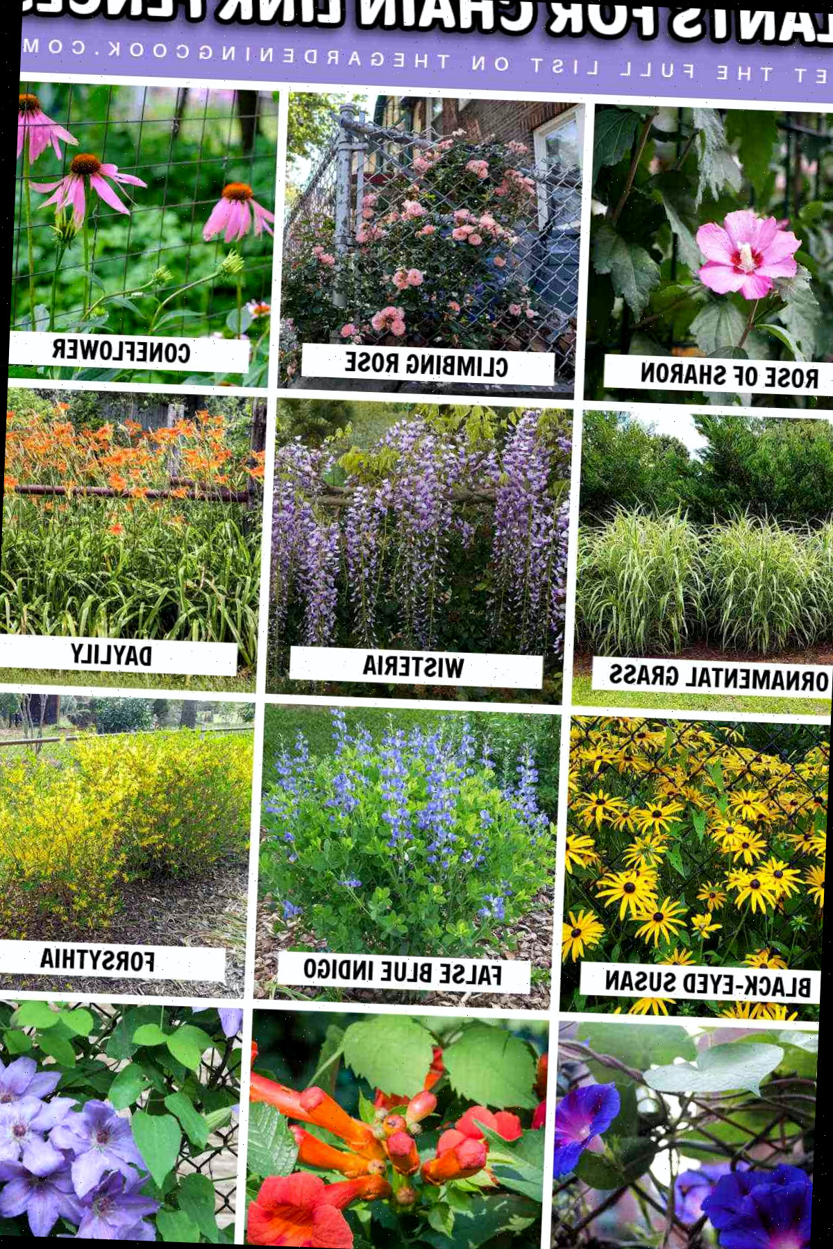 Imagens e nomes de plantas para cercas de tela para adicionar cor, suavidade e privacidade.