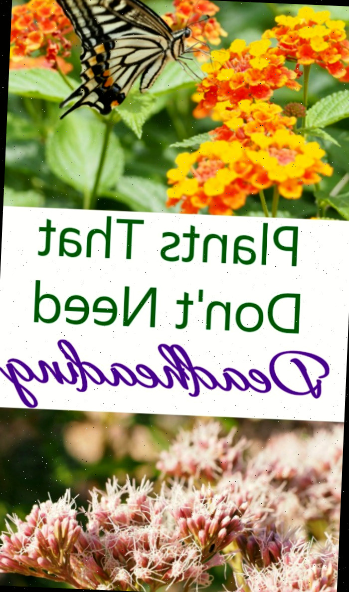 Planta que não requer deadheading Uma colagem com imagens de lantana, uma borboleta e sedum. O texto sobreposto afirma plantas que não necessitam de deadheading para se manterem belas durante todo o verão