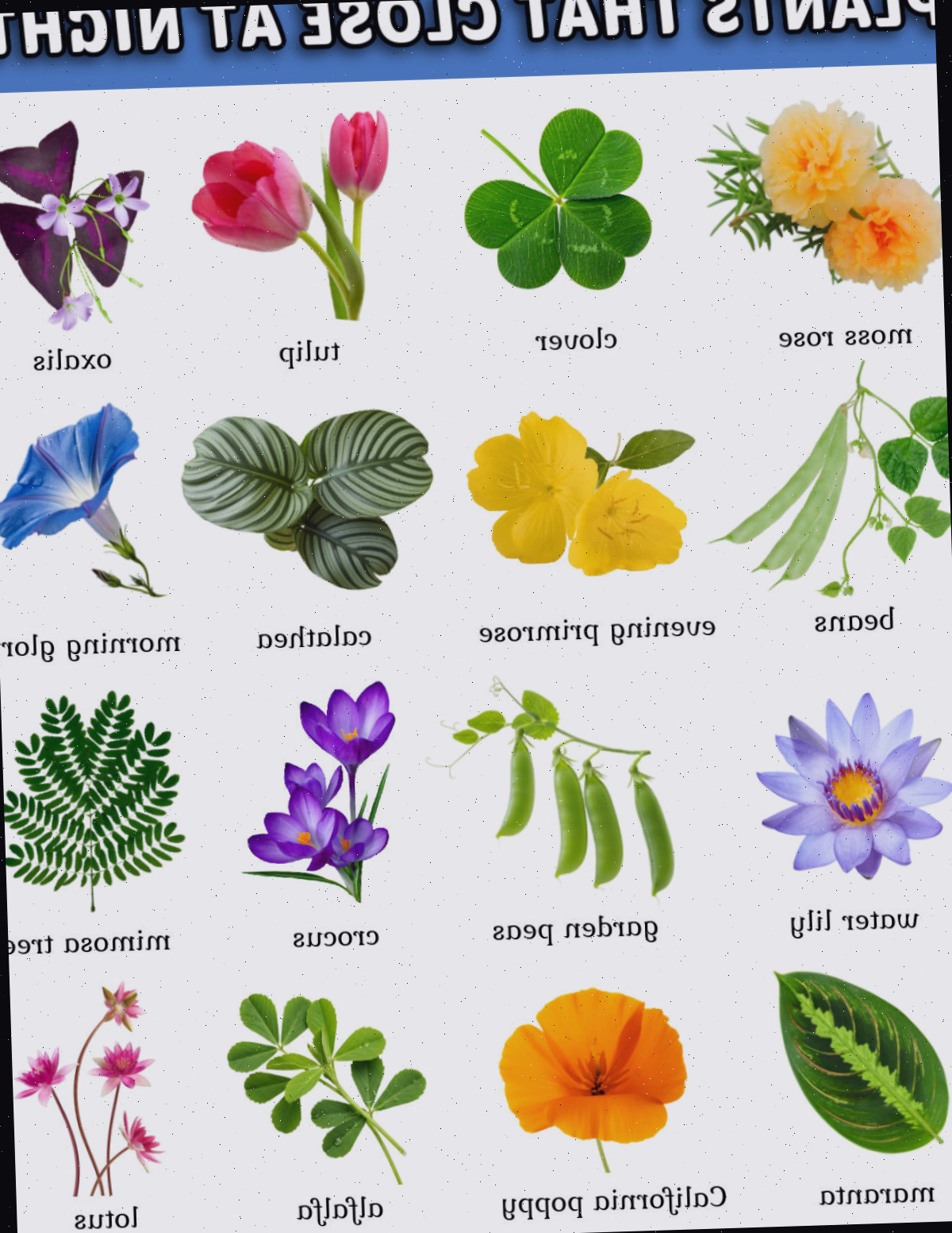 Um imprimível em formato JPG de alta definição apresentando imagens de plantas que se fecham à noite, seja com suas folhas ou flores.