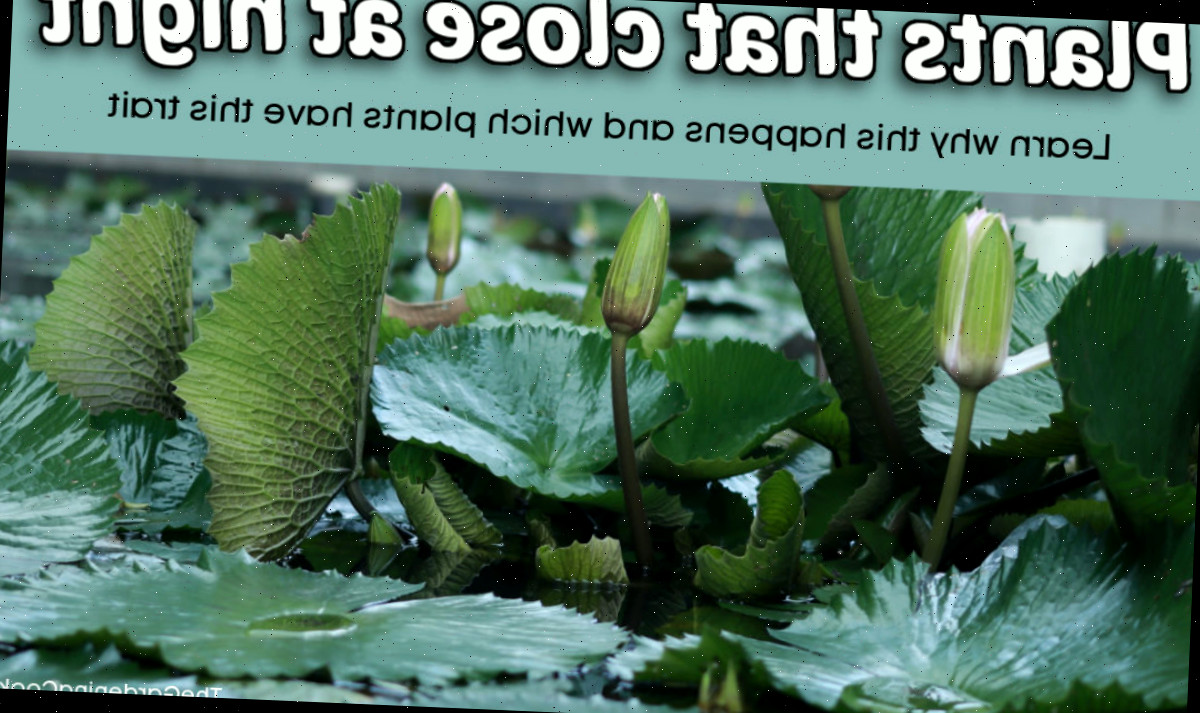 Flores de lótus fechadas com a frase Plantas que fecham à noite.