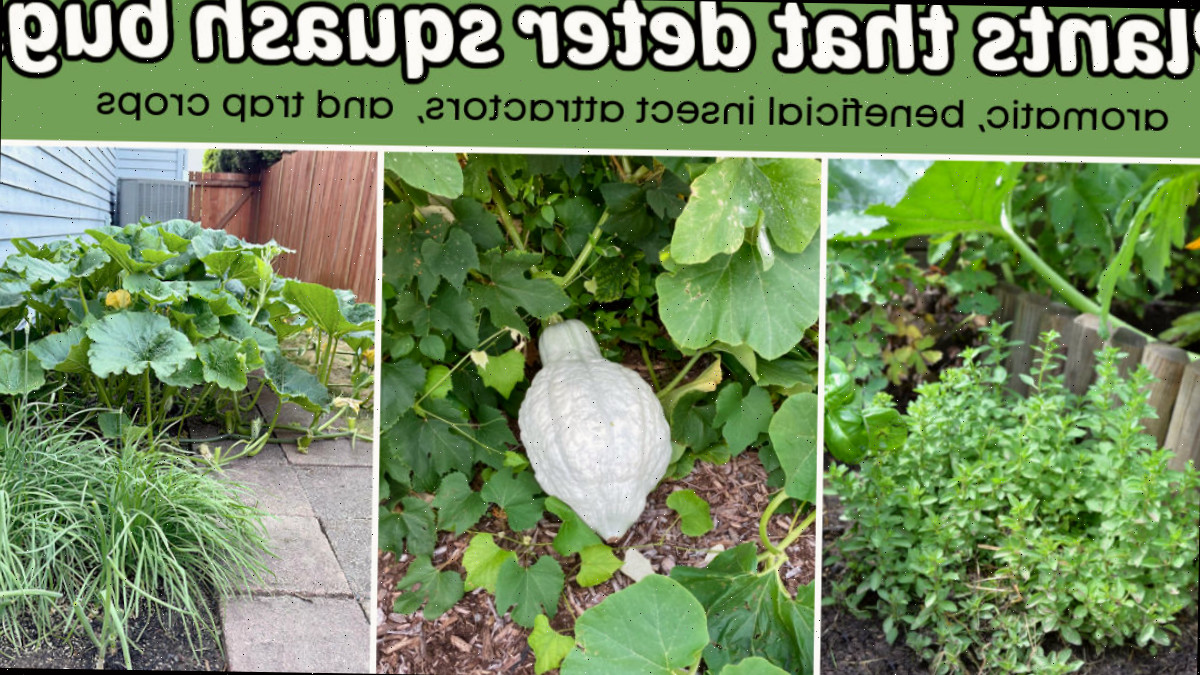 Plantas que desencorajam insetos da abóbora, como manjericão, abóbora Blue Hubbard, capuchinhas e cebolinha.