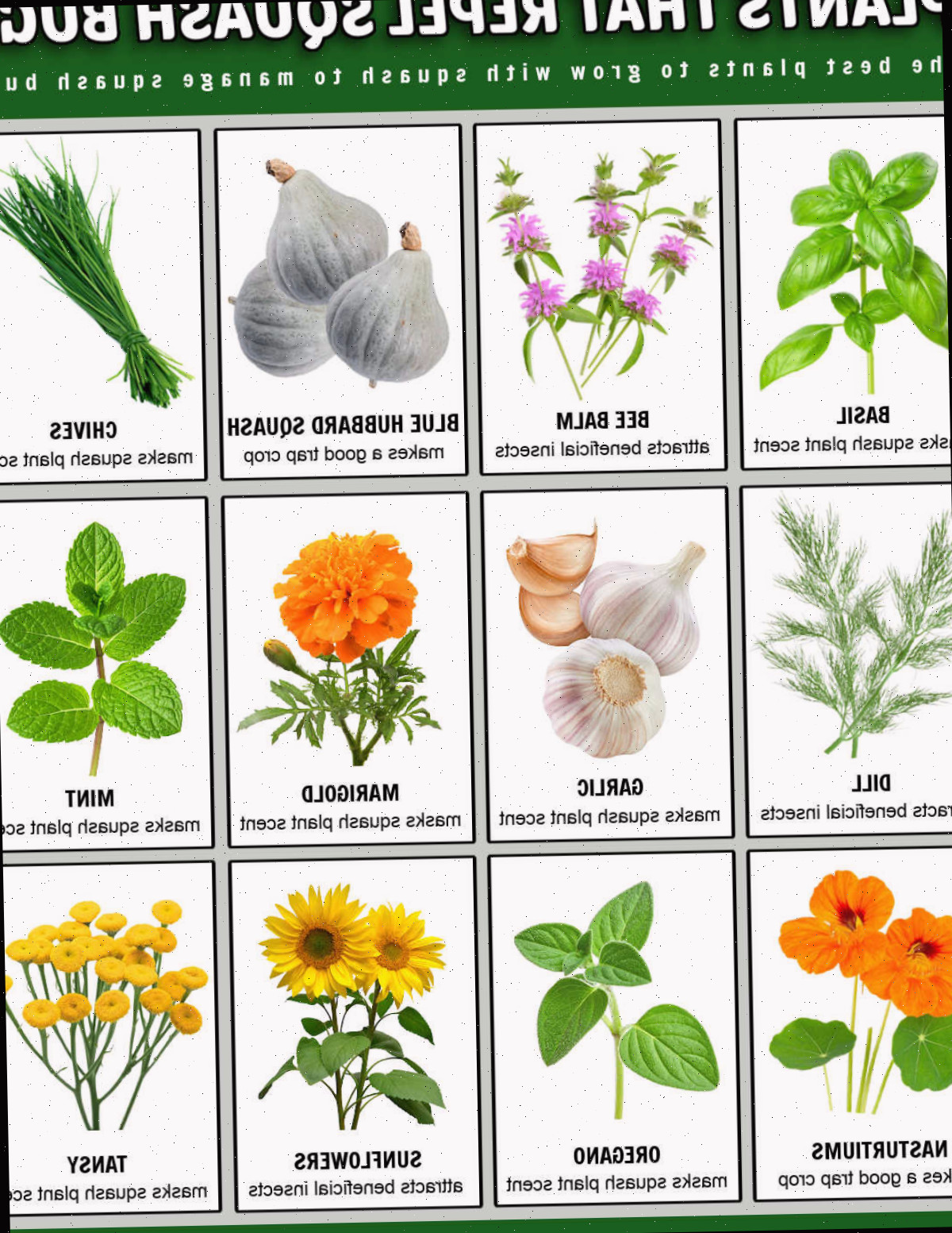 Um imprimível mostrando imagens e nomes de várias plantas que repelem insetos da abóbora por meio de mascaramento de cheiro, atraindo insetos benéficos e atuando como culturas armadilha.