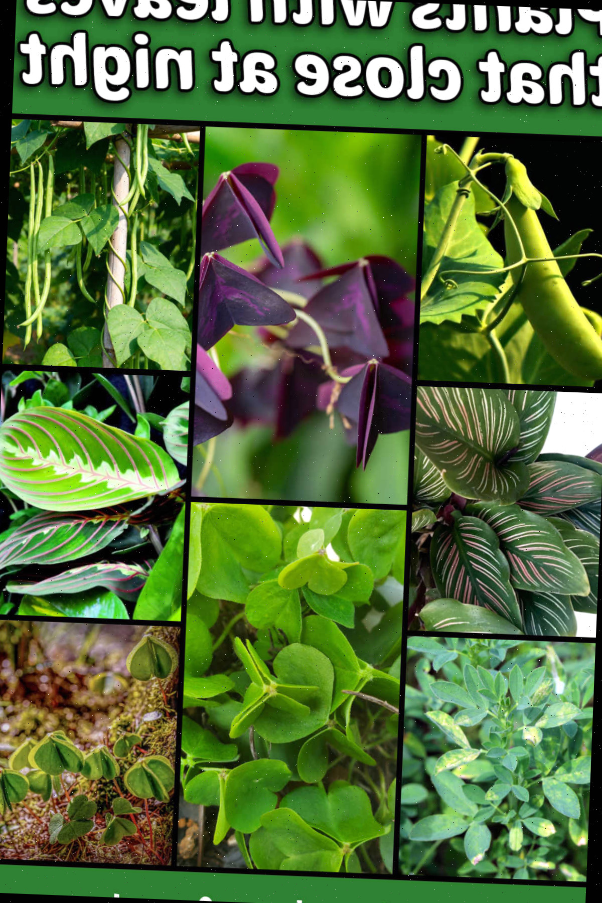 Plantas com folhas que dobram à noite incluem ervilhas, oxalis, feijões, calatéia, maranta, alfafa e trevo.