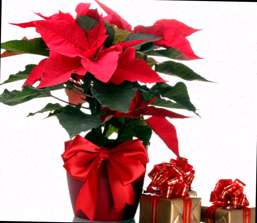 Poinsettia em vaso e pequenos presentes.