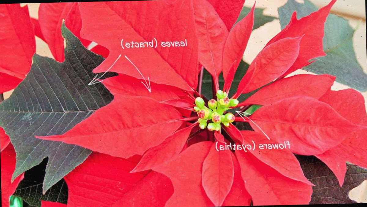 Folhas de poinsettia, vs flores Folhas vermelhas da planta de poinsettia com pequenas flores amarelas, rotuladas com palavras e setas.
