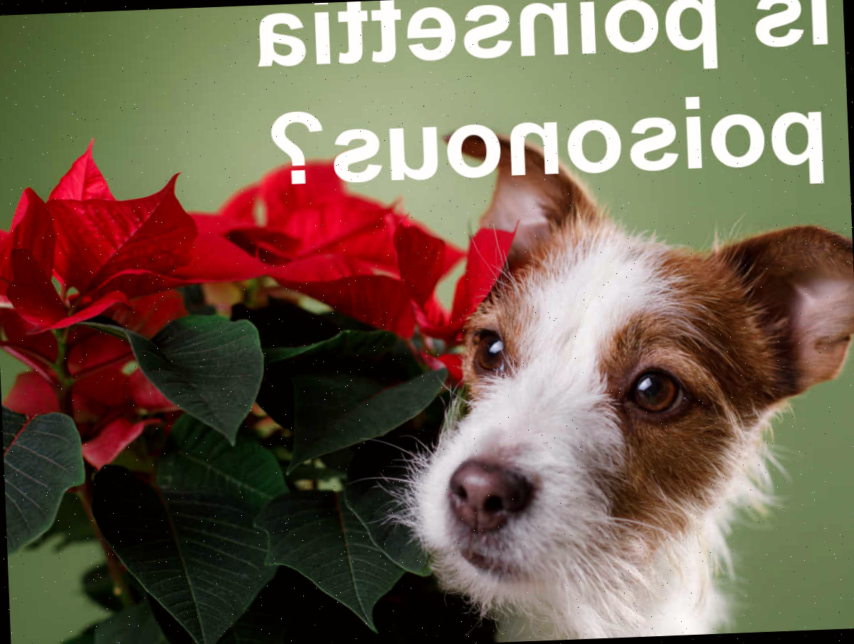 A poinsettia é venenosa? Terrier e planta de poinsettia com palavras é a poinsettia venenosa?