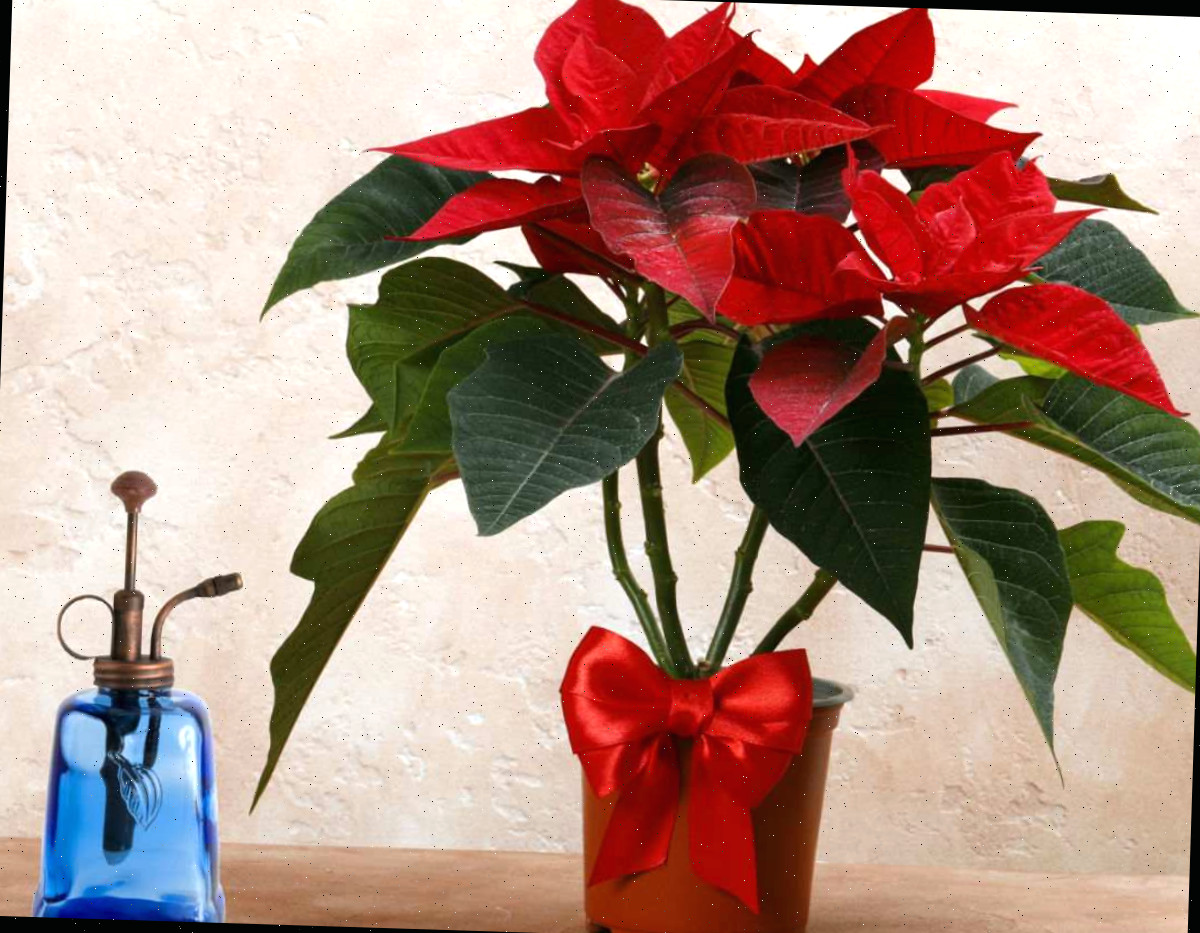 Poinsettias necessitam de umidade. Poinsettia em um vaso com um borrifador azul para umidade.