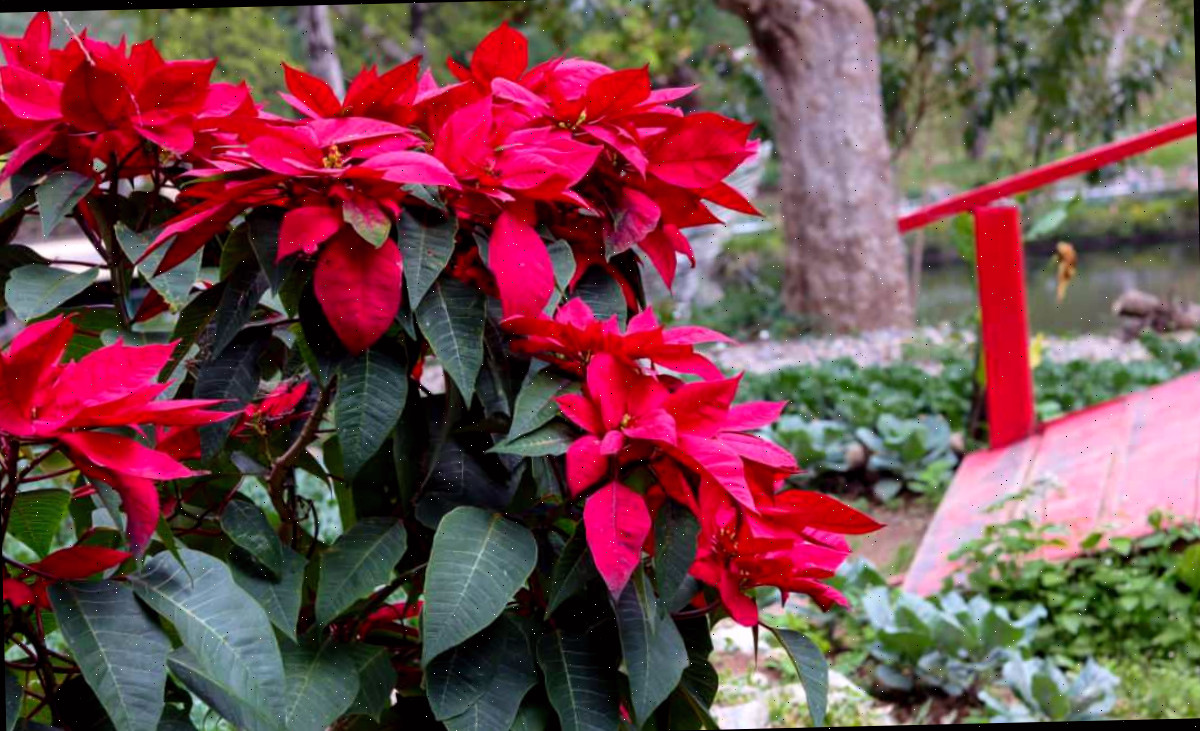 Cultivando poinsettia ao ar livre Poinsettia crescendo ao ar livre perto de algumas escadas vermelhas.