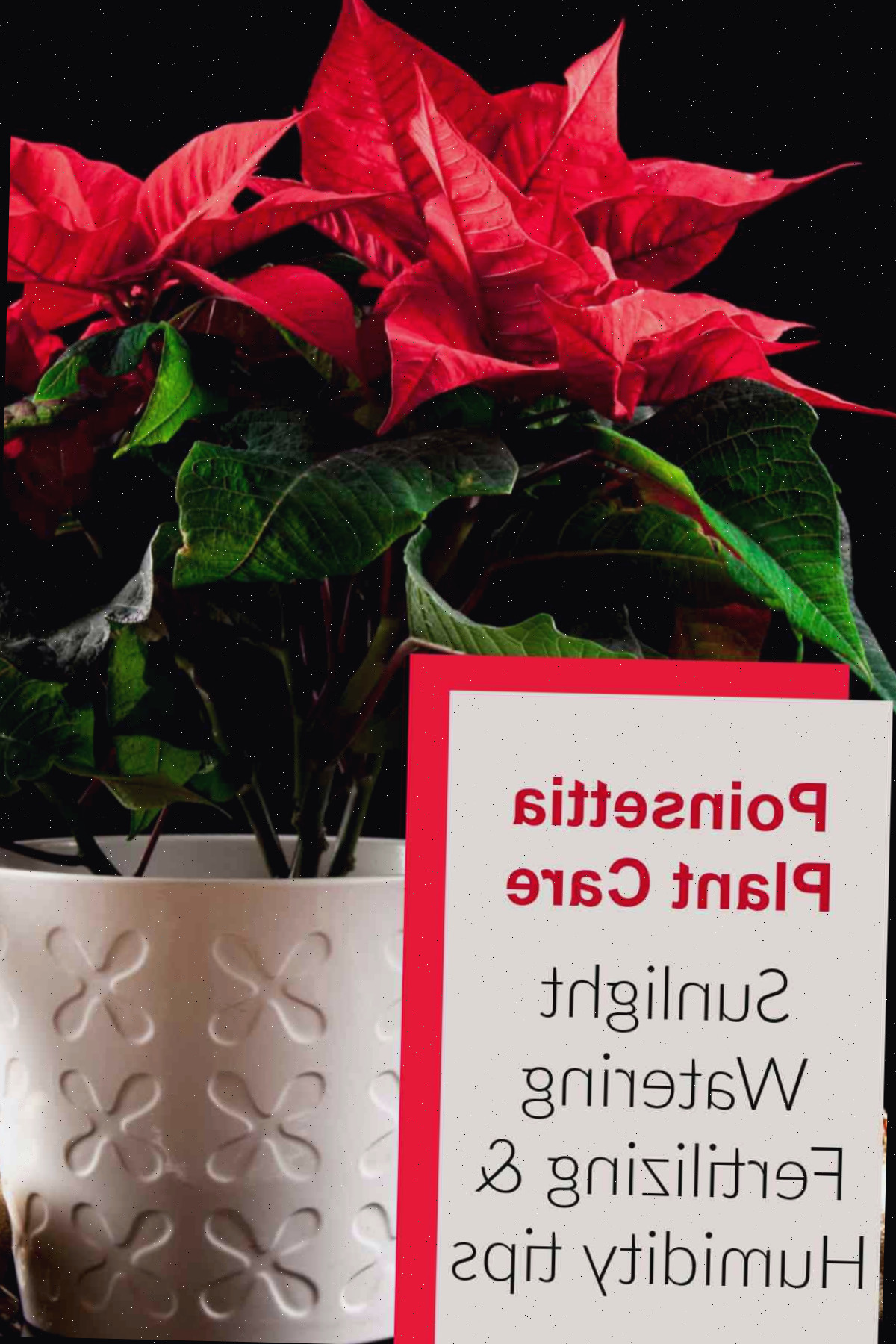 Como Cuidar da Poinsettia Durante as Festas e Além Planta de poinsettia em uma mesa com palavras cuidados com a planta de poinsettia.