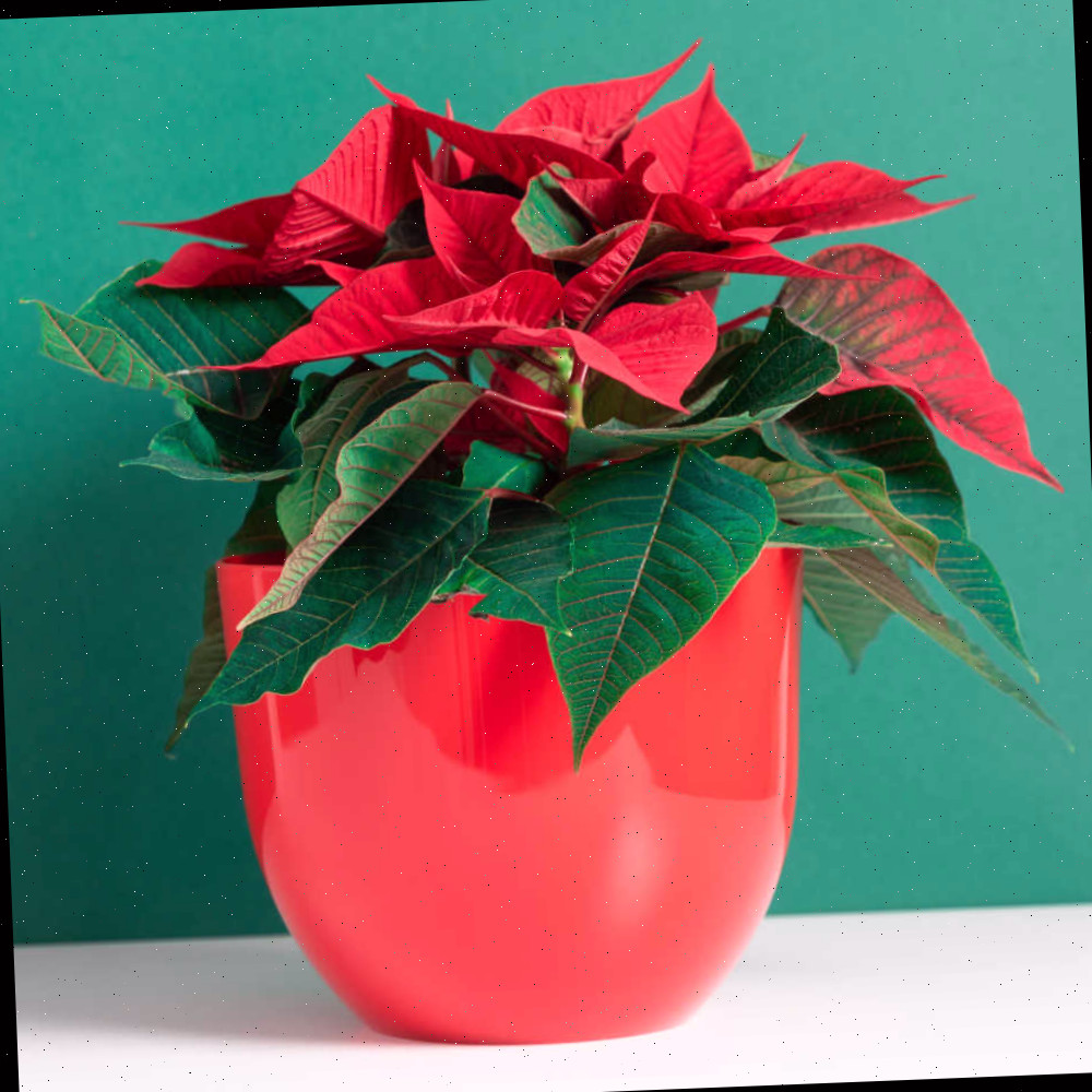 Cuidados com a Planta de Poinsettia