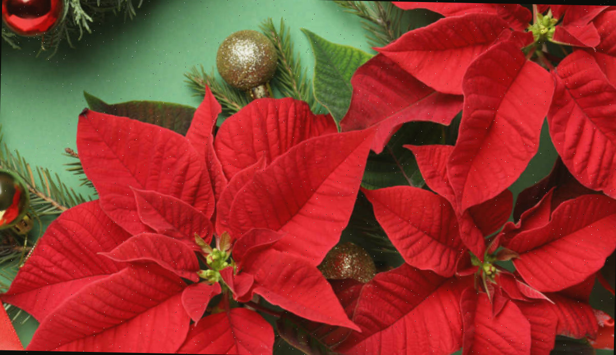 flores de poinsettia. Brácteas de poinsétia com bolas de Natal douradas e folhas.