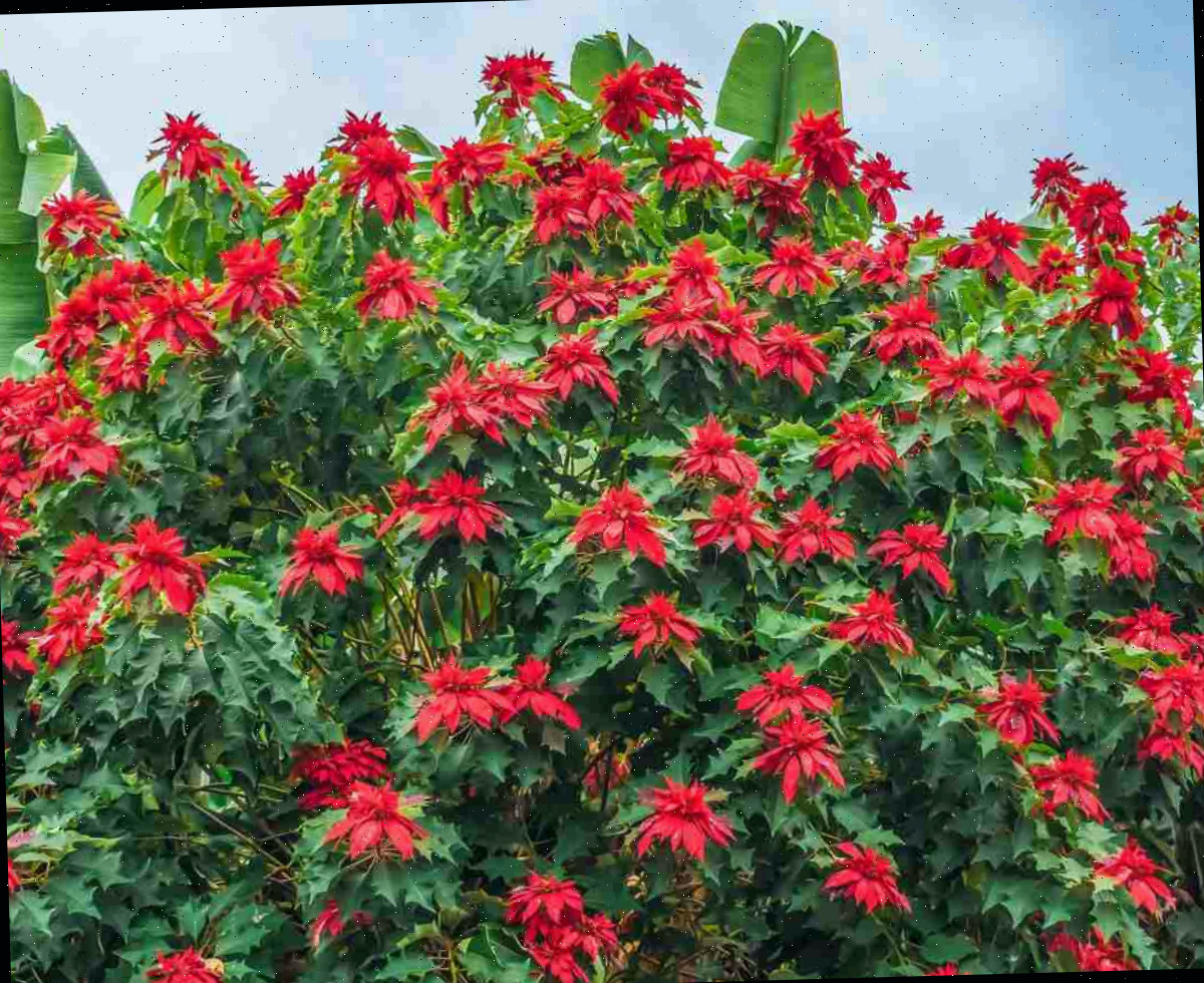 flor de poinsettia Arbusto de poinsettia em plena floração.