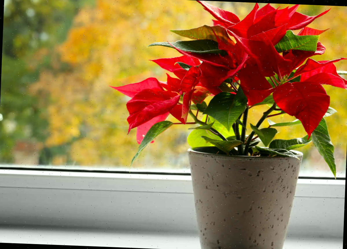 Poinsettia gosta de luz brilhante. Planta de poinsettia em um vaso cinza em uma janela ensolarada.