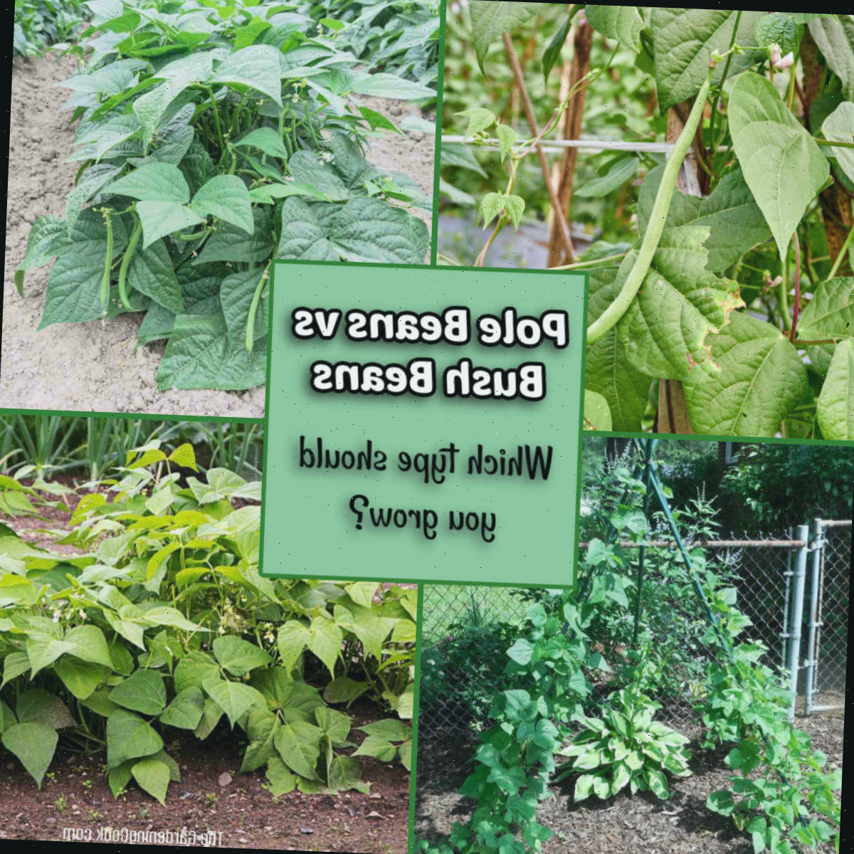 Feijão de vara vs feijão arbustivo – qual tipo de feijão verde você deve cultivar?