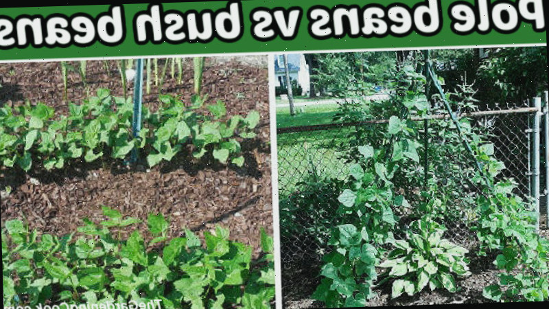 Imagens de feijão de vara vs feijão arbustivo em um jardim.