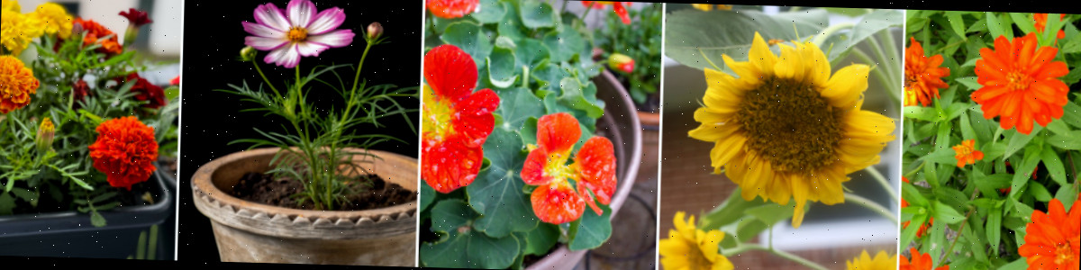 Polinizadores para uma horta no terraço incluindo zínias, girassóis, capuchinhas, cosmos e cravos-de-defunto.