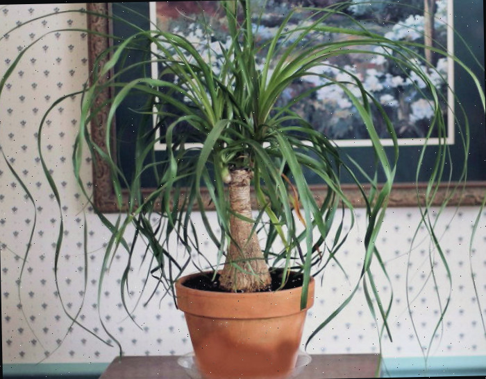 A palmeira rabo-de-cavalo é uma ótima planta de destaque
