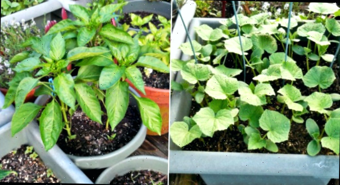 Pepinos e pimentões em crescimento em vasos em uma varanda no quintal.