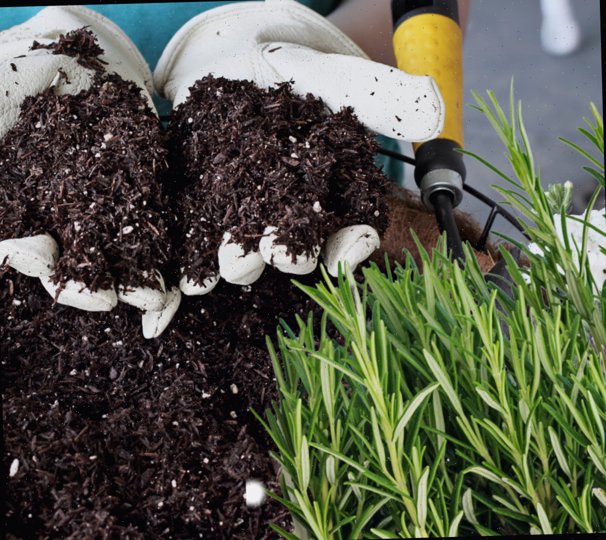 Solo para plantar alecrim Mãos com luvas de jardinagem segurando solo de plantio próximo a uma planta e recipiente de alecrim.