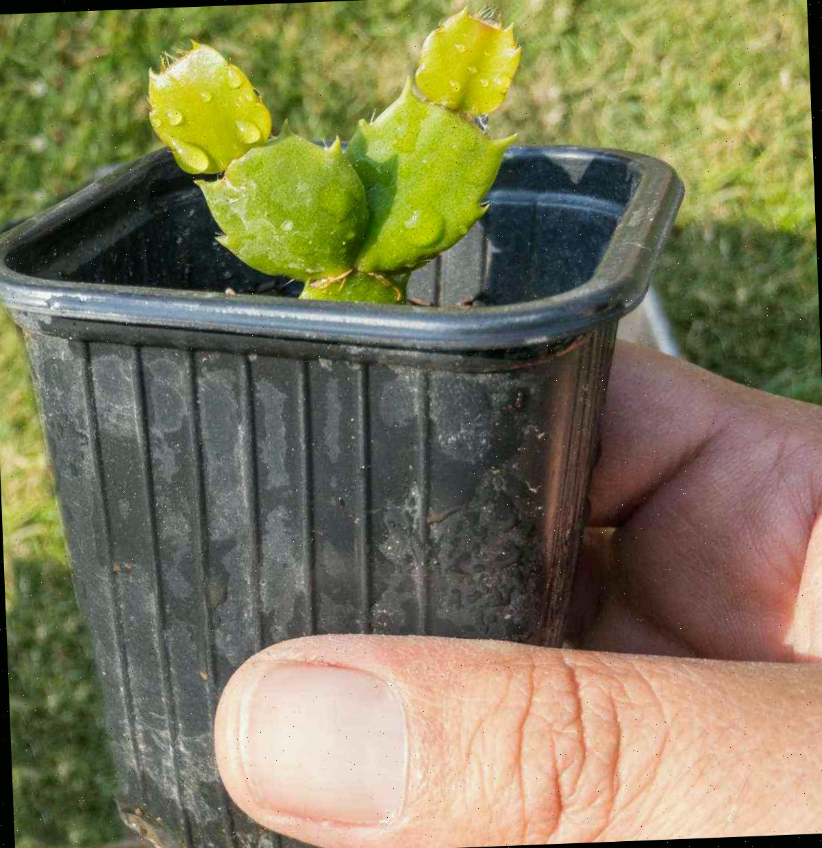 As estacas enraízam rapidamente. Mão segurando um vaso com uma estaca de cacto de Ação de Graças.