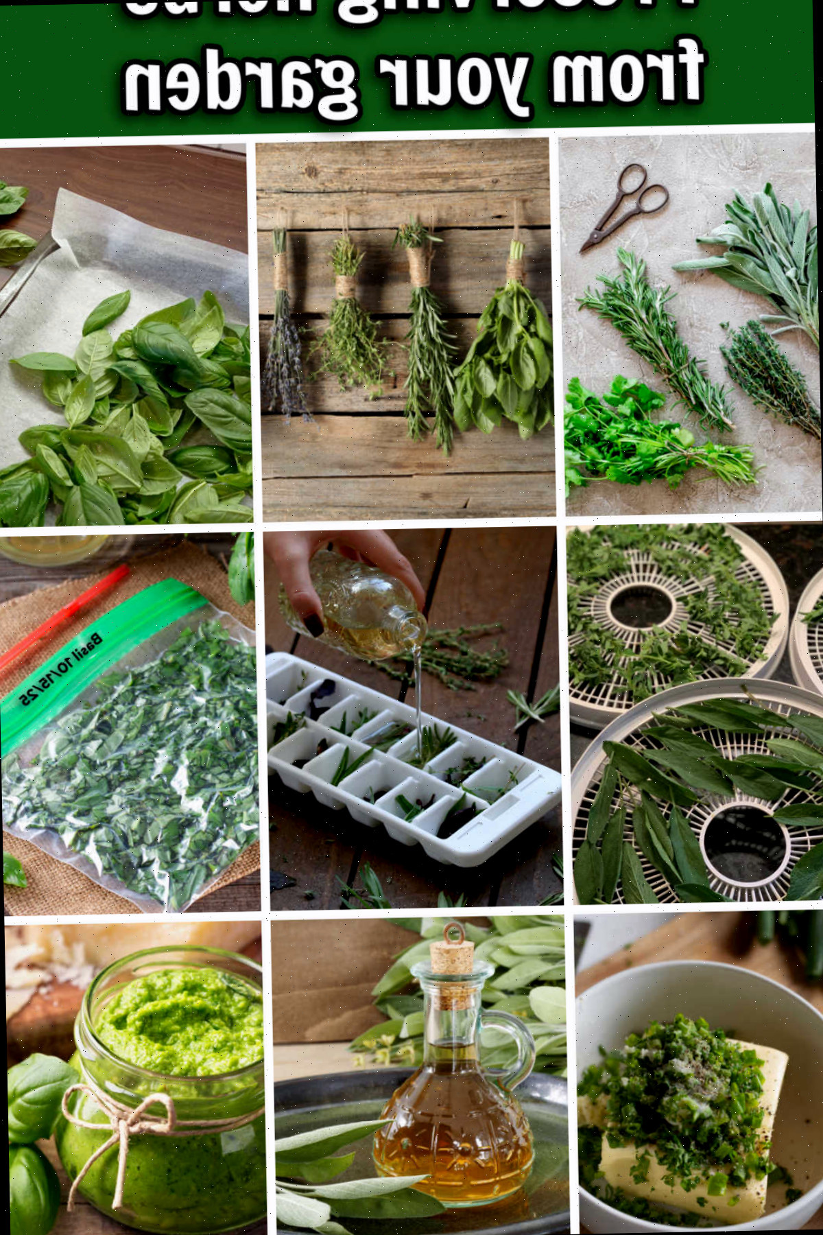 Uma montagem mostrando fotos de ervas - secagem, congelamento, manteiga de ervas, pesto de ervas e vinagres de ervas. A caixa de texto verde diz Conservando ervas do seu jardim.