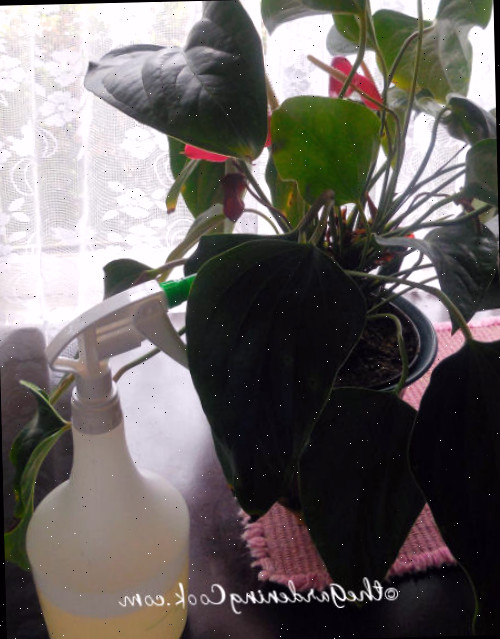 peróxido de hidrogênio e água em um spray controla fungos em plantas domésticas