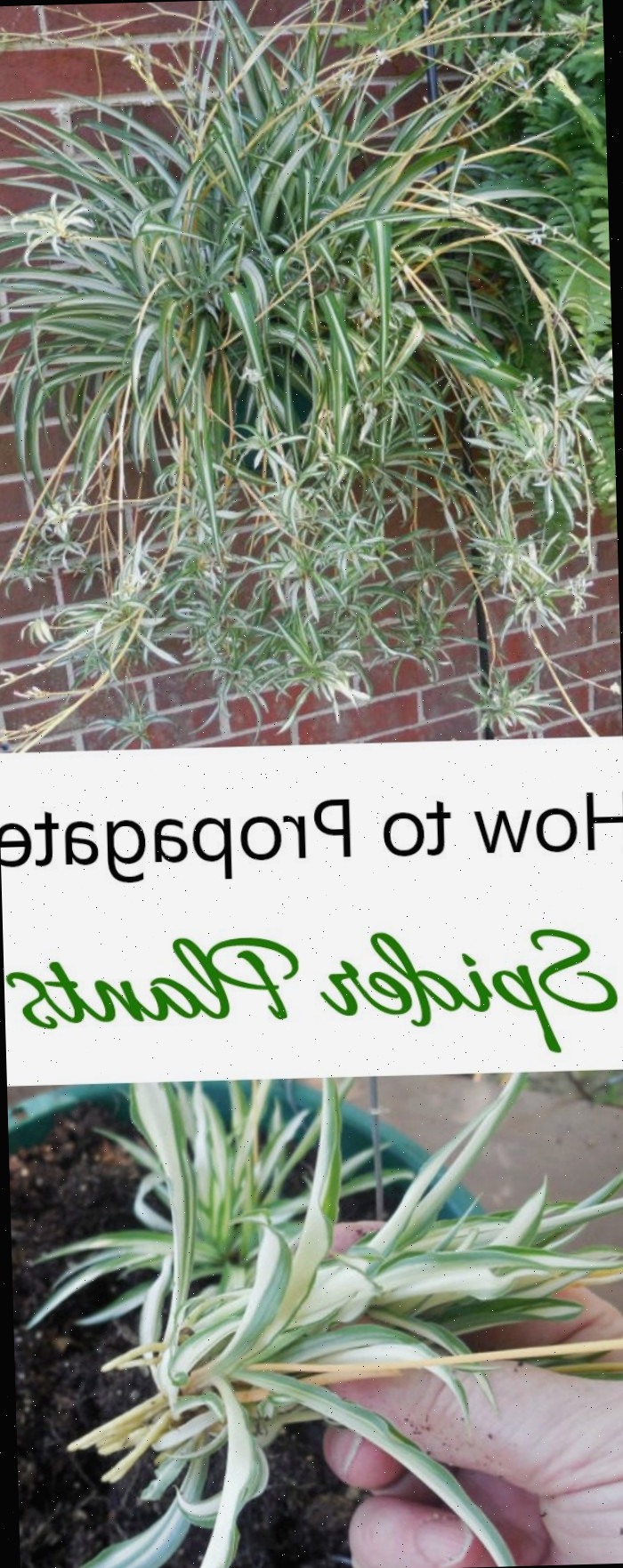 Para conseguir plantas de graça, aprenda a propagar plantas-aranha a partir de seus filhotes. É fácil de fazer e divertido também.