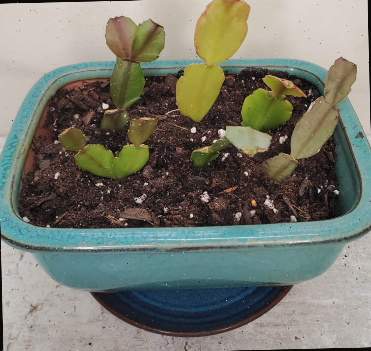 Você pode plantar várias em um único recipiente! Propagando um cacto-de-Natal ao plantar estacas de ramo em um vaso azul preenchido com terra.