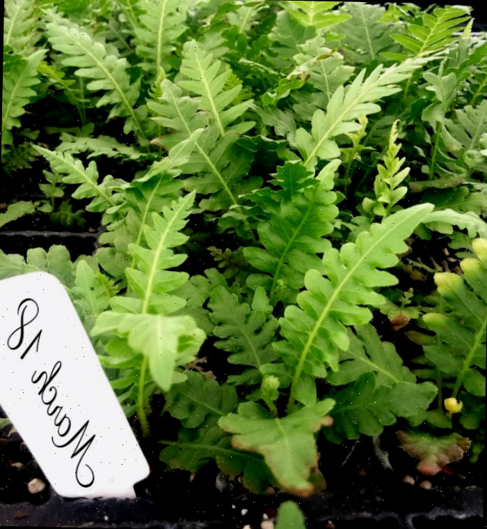 mudas de samambaias prontas para plantar