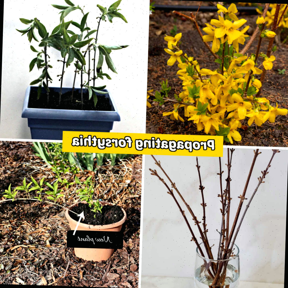 Guia de propagação da forsítia | Cultive novas plantas por estacas