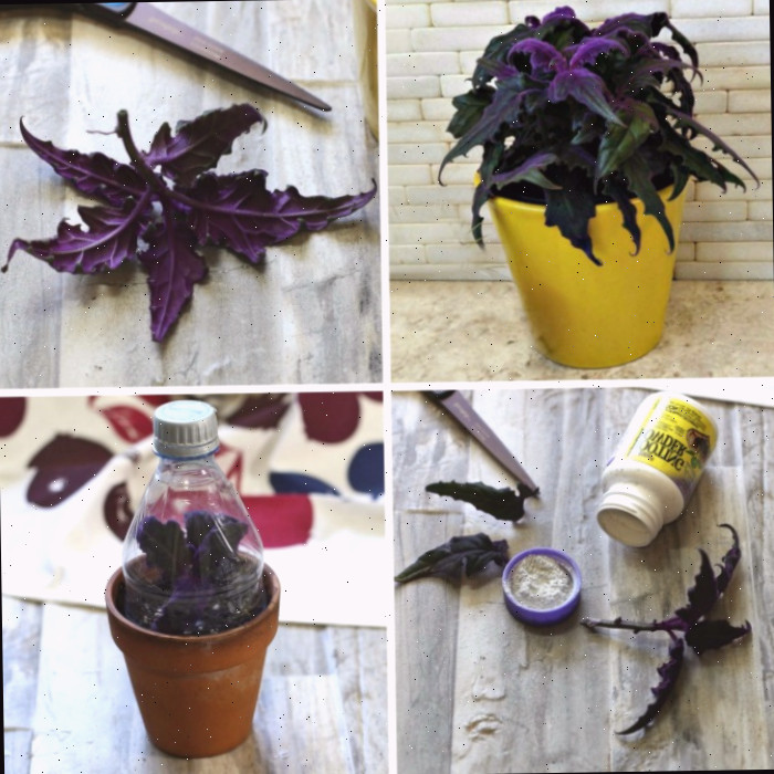 Propagação da Planta Purple Passion | Enraize Estacas da Purple Velvet Plant