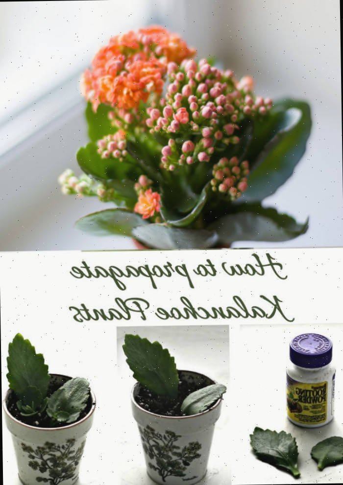 Como Multiplicar Plantas Kalanchoe. Planta Flaming Katy com imagens mostrando como multiplicar folhas. Texto diz Como multiplicar Plantas Kalanchoe.