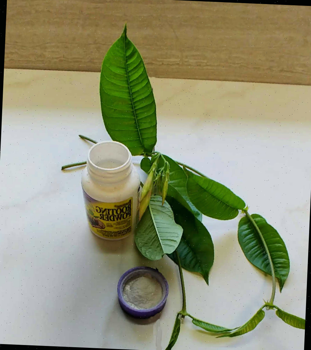 propagação da mandevilla Frasco de pó de enraizamento e estacas de trepadeira mandevilla para propagação.