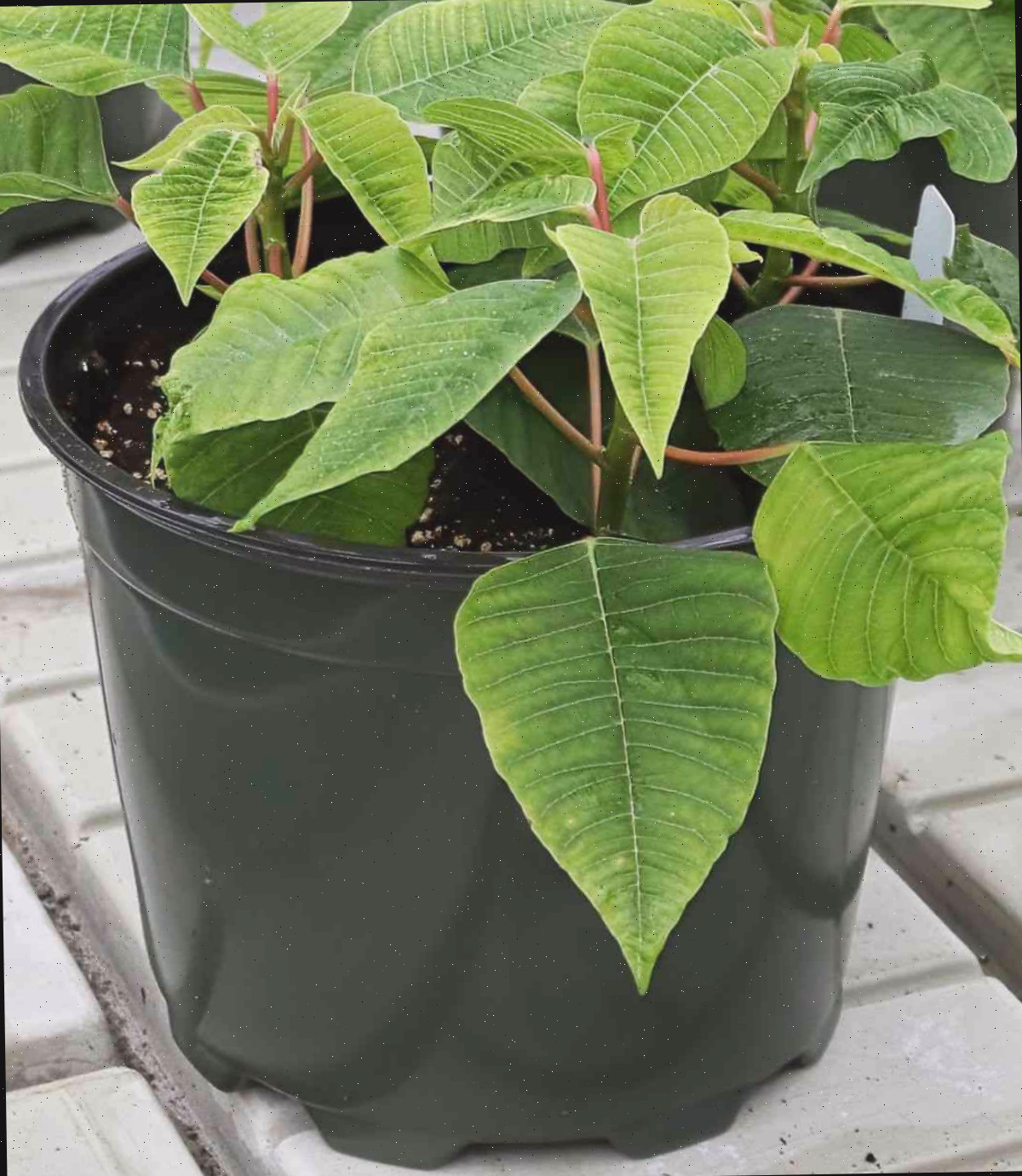 Pequena planta de poinsettia Pequena planta de poinsettia em um vaso preto.