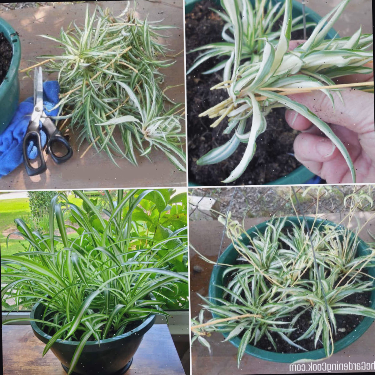 Propagar Plantas-Aranha a partir de Seus Filhotes