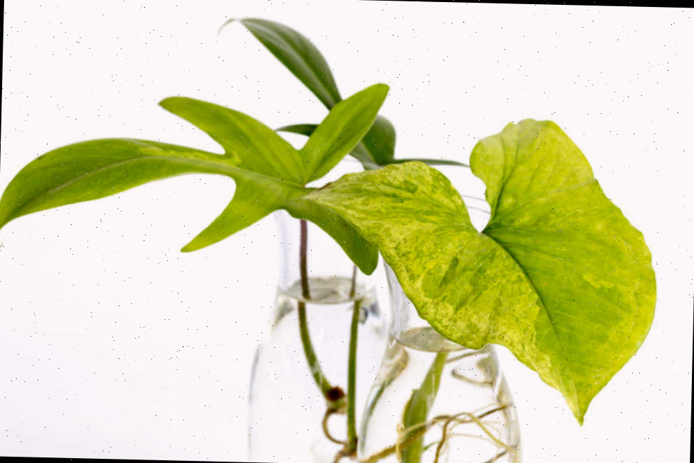 Propagando syngonium