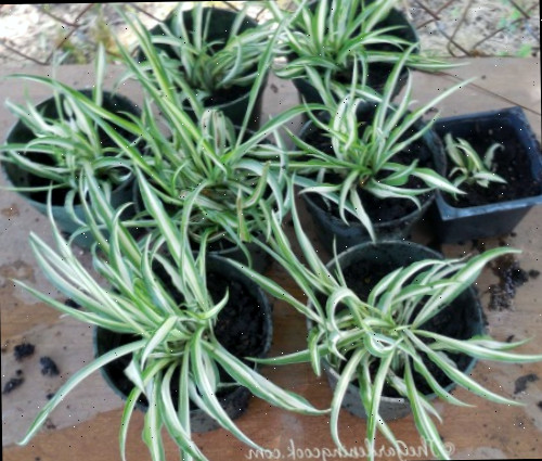 Pequenos vasos plásticos em uma mesa com filhotes de planta-aranha crescendo neles.