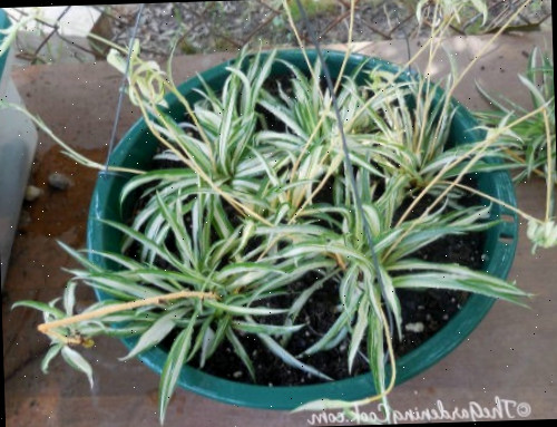 Filhotes de planta-aranha, plantados em um vaso e prontos para enraizar e começar a crescer.