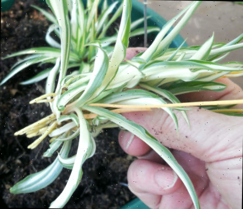 Uma mão segurando um grande offset de planta-aranha com raízes na parte inferior acima de um vaso de terra.