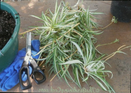 Luvas de jardinagem, pote de terra, tesouras e uma pilha de offsets de planta-aranha para propagação.