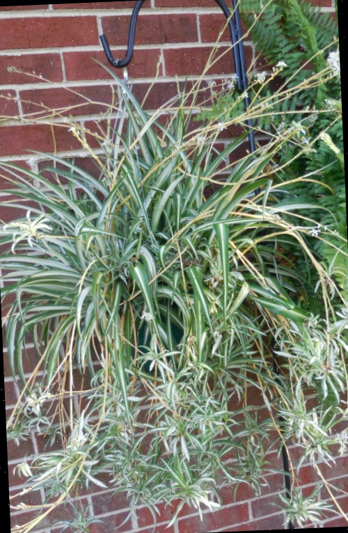 Uma planta-aranha madura geralmente tem filhotes com seus próprios filhotes pendurados abaixo dela.
