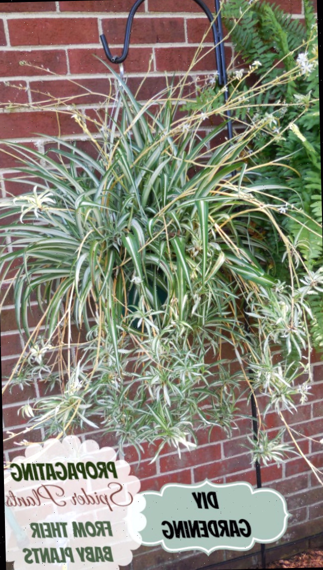 Novas plantas de graça! Plantas-aranha são tão fáceis de cultivar novas plantas a partir de seus offsets. Descubra como fazer isso em https://thegardeningcook.com/