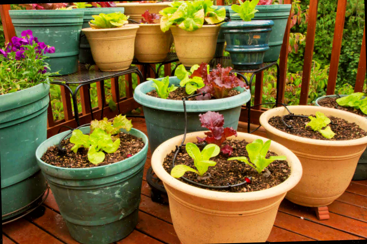 Vegetais em recipientes na varanda utilizando apoios, suportes para vasos e elevação para proteger as tábuas da varanda.