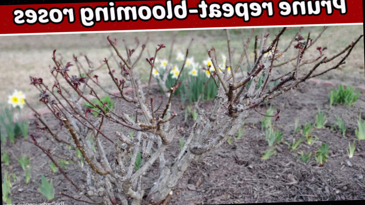 Rosas que reflower com botões inchados após a poda no início da primavera.