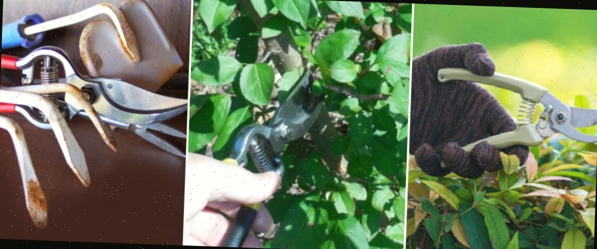 Imagens de poda de plantas e ferramentas que precisam ser preparadas para o inverno.
