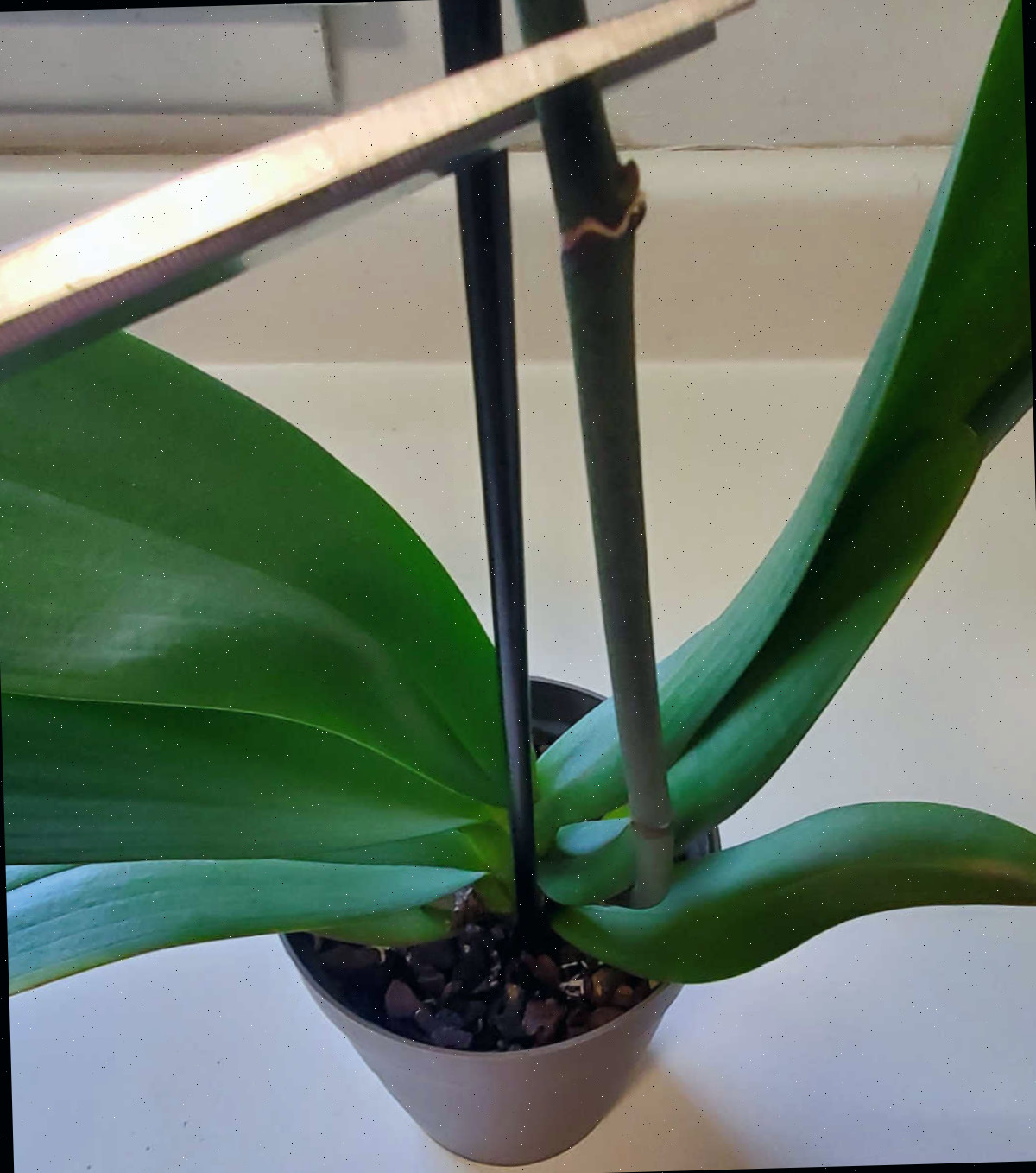 Um par de tesouras cortando o caule de uma planta de orquídea iniciante logo acima de um nó.