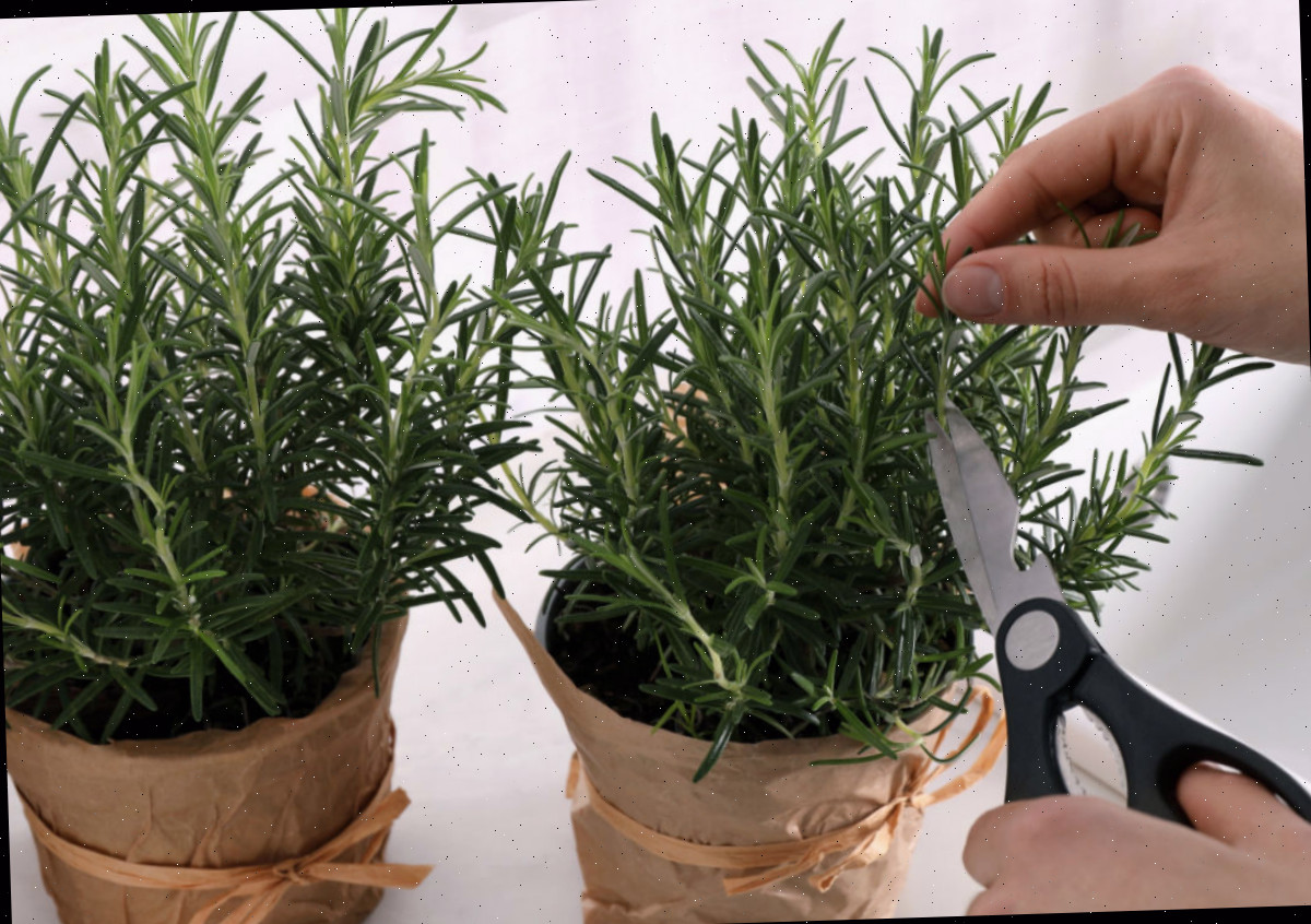Uma mulher podando plantas de alecrim em vasos