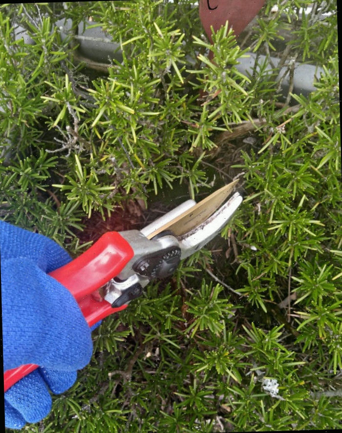 Poda de alecrim Mão segurando tesouras de jardinagem, podando uma planta de alecrim excessivamente crescida.