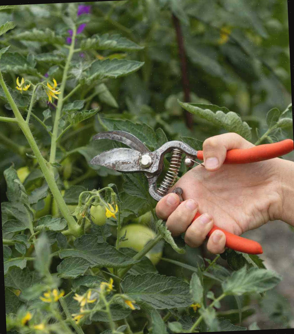 Evite a poda excessiva dos tomates. Mão segurando tesouras de poda para cortar a extremidade de uma planta de tomate.
