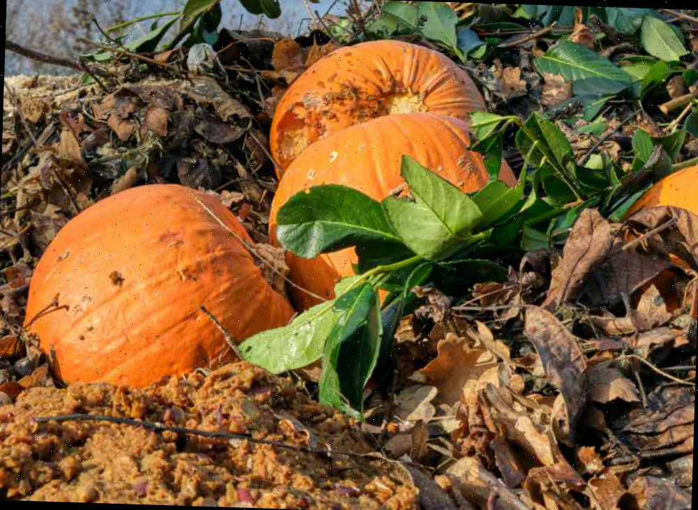 Abóboras antigas apodrecendo em uma pilha de compostagem.